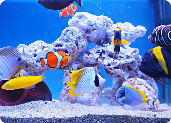 アロヒフィッシュスタジオの水槽無料設置サービス